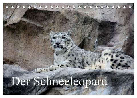 Der Schneeleopard (Tischkalender 2026 DIN A5 quer), CALVENDO Monatskalender