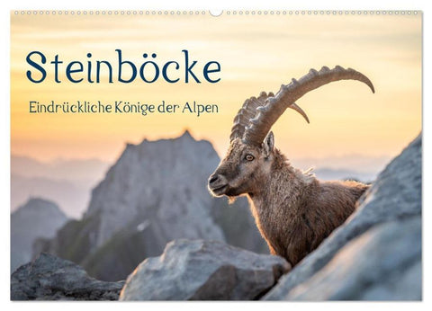 Steinböcke - Eindrückliche Könige der Alpen (Wandkalender 2026 DIN A2 quer), CALVENDO Monatskalender
