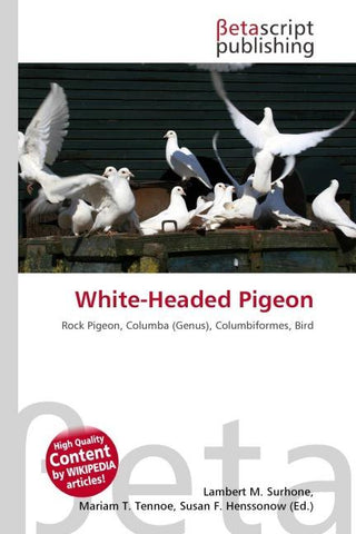 White-Headed Pigeon