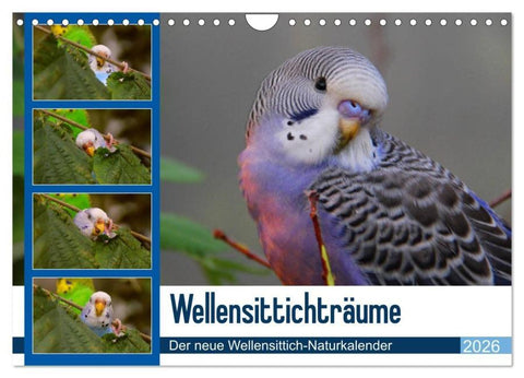 Wellensittichträume - Der neue Wellensittich-Naturkalender (Wandkalender 2026 DIN A4 quer), CALVENDO Monatskalender