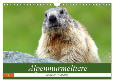 Alpenmurmeltiere in freier Wildbahn (Wandkalender 2026 DIN A4 quer), CALVENDO Monatskalender