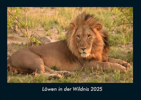 Löwen in der Wildnis 2025 Fotokalender DIN A4