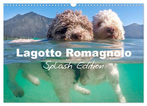 Lagotto Romagnolo Splash Edition (Wall Calendar 2026 DIN A3 landscape), CALVENDO 12 Month Wall Calendar