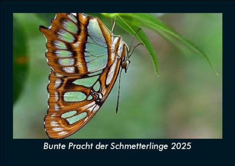 Bunte Pracht der Schmetterlinge 2025 Fotokalender DIN A5