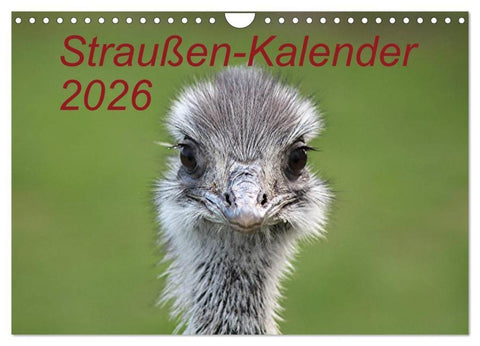 Straußen-Kalender 2026 (Wandkalender 2026 DIN A4 quer), CALVENDO Monatskalender