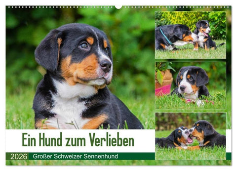 Ein Hund zum Verlieben - Großer Schweizer Sennenhund (Wandkalender 2026 DIN A2 quer), CALVENDO Monatskalender