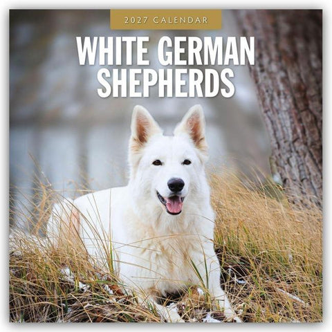 White German Shepherds – Weißer Deutscher Schäferhund 2027 – 16-Monatskalender