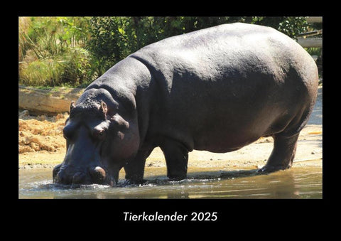 Tierkalender 2025 Fotokalender DIN A3