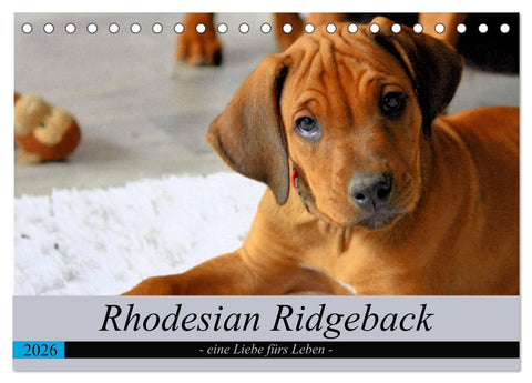Rhodesian Ridgeback - eine Liebe fürs Leben (Tischkalender 2026 DIN A5 quer), CALVENDO Monatskalender