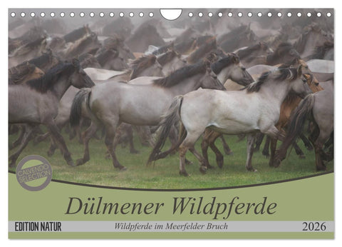 Dülmener Wildpferde - Wildpferde im Meerfelder Bruch (Wandkalender 2026 DIN A4 quer), CALVENDO Monatskalender