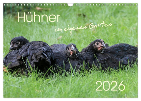 Hühner im eigenen Garten (Wandkalender 2026 DIN A3 quer), CALVENDO Monatskalender