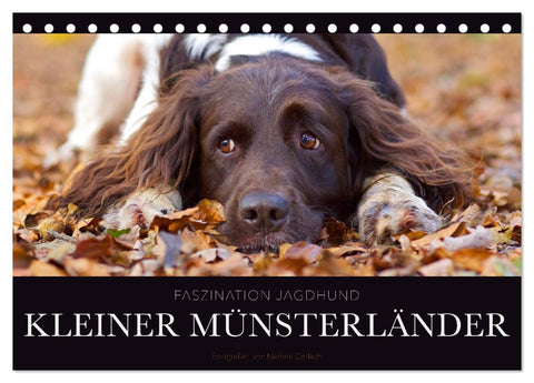 Faszination Jagdhund - Kleiner Münsterländer (Tischkalender 2026 DIN A5 quer), CALVENDO Monatskalender