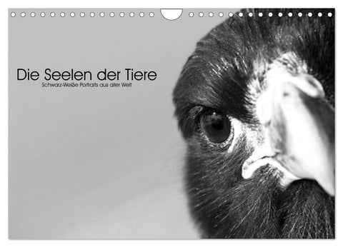 Die Seelen der wilden Tiere (Wandkalender 2026 DIN A4 quer), CALVENDO Monatskalender