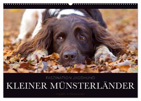 Faszination Jagdhund - Kleiner Münsterländer (Wandkalender 2026 DIN A2 quer), CALVENDO Monatskalender