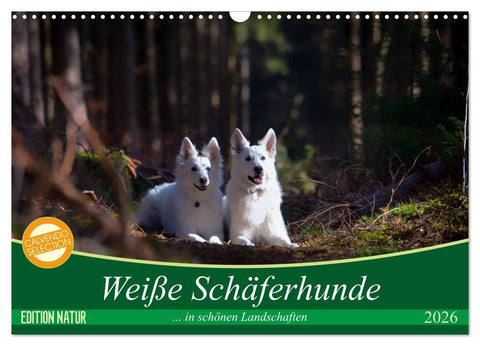 Weiße Schäferhunde in schönen Landschaften (Wandkalender 2026 DIN A3 quer), CALVENDO Monatskalender