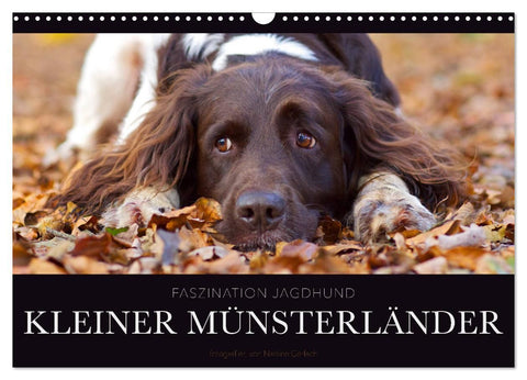 Faszination Jagdhund - Kleiner Münsterländer (Wandkalender 2026 DIN A3 quer), CALVENDO Monatskalender