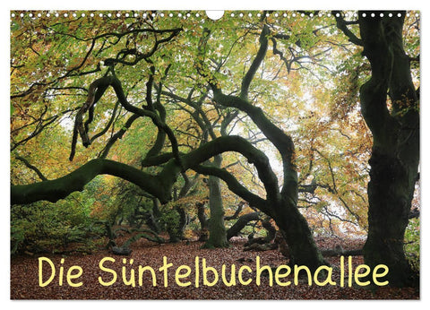 Die Süntelbuchenallee (Wandkalender 2026 DIN A3 quer), CALVENDO Monatskalender