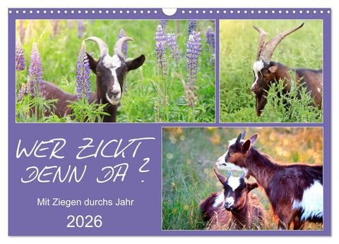Wer zickt denn da? Mit Ziegen durchs Jahr (Wandkalender 2026 DIN A3 quer), CALVENDO Monatskalender