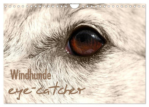Windhunde eye-catcher (Wandkalender 2026 DIN A4 quer), CALVENDO Monatskalender