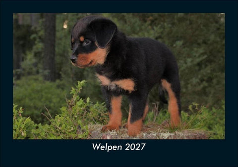 Welpen 2027 Fotokalender DIN A5