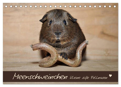 Meerschweinchen - Kleine süße Fellnasen (Tischkalender 2026 DIN A5 quer), CALVENDO Monatskalender