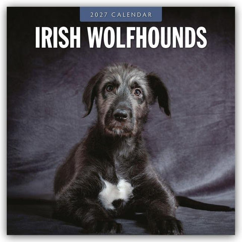 Irish Wolfhounds – Irischer Wolfshund 2027 – 16-Monatskalender