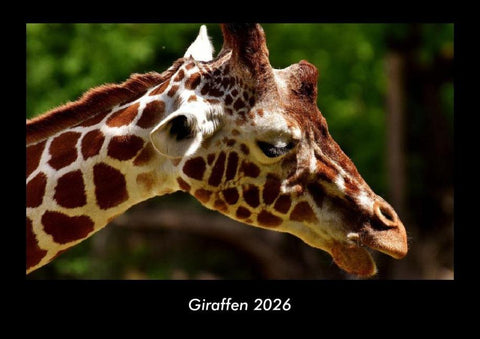 Giraffen 2026 Fotokalender DIN A3