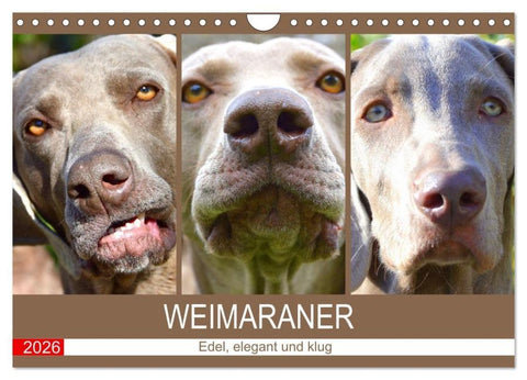 Weimaraner. Edel, elegant und klug (Wandkalender 2026 DIN A4 quer), CALVENDO Monatskalender