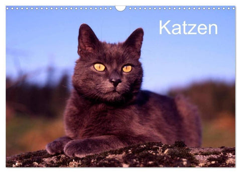 Katzen (Wandkalender 2026 DIN A3 quer), CALVENDO Monatskalender