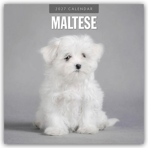Maltese – Malteser 2027 – 16-Monatskalender