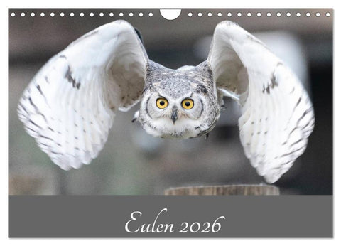 Eulen 2026 (Wandkalender 2026 DIN A4 quer), CALVENDO Monatskalender