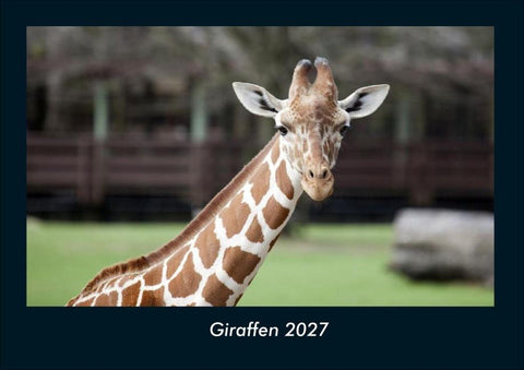 Giraffen 2027 Fotokalender DIN A4