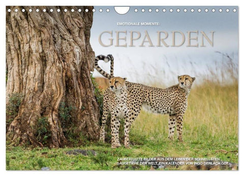Emotionale Momente: Geparden (Wandkalender 2026 DIN A4 quer), CALVENDO Monatskalender