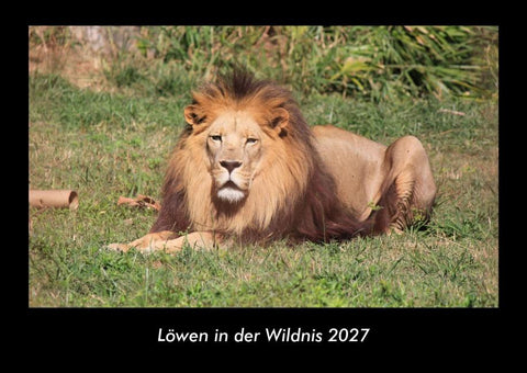 Löwen in der Wildnis 2027 Fotokalender DIN A3