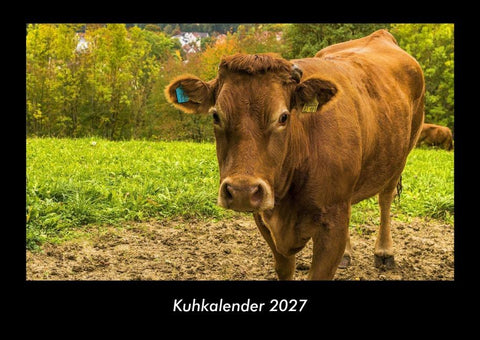 Kuhkalender 2027 Fotokalender DIN A3