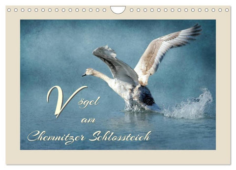 Vögel am Chemnitzer Schlossteich (Wandkalender 2026 DIN A4 quer), CALVENDO Monatskalender