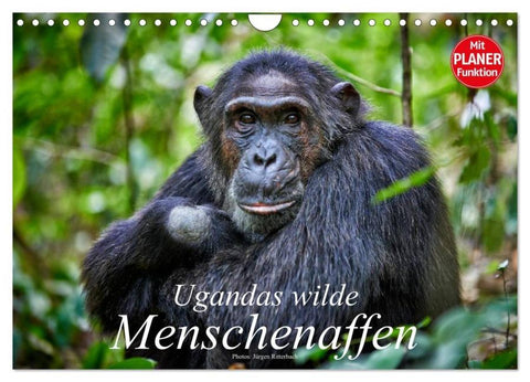 Ugandas wilde Menschenaffen (Wandkalender 2026 DIN A4 quer), CALVENDO Monatskalender