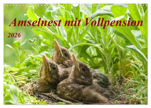 Amselnest mit Vollpension (Wandkalender 2026 DIN A3 quer), CALVENDO Monatskalender