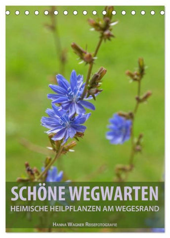 Schöne Wegwarten. Heimische Heilpflanzen am Wegesrand (Tischkalender 2026 DIN A5 hoch), CALVENDO Monatskalender