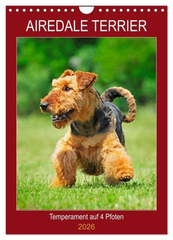 Airedale Terrier - Temperament auf 4 Pfoten (Wandkalender 2026 DIN A4 hoch), CALVENDO Monatskalender