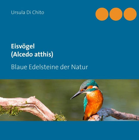 Eisvögel (Alcedo atthis)