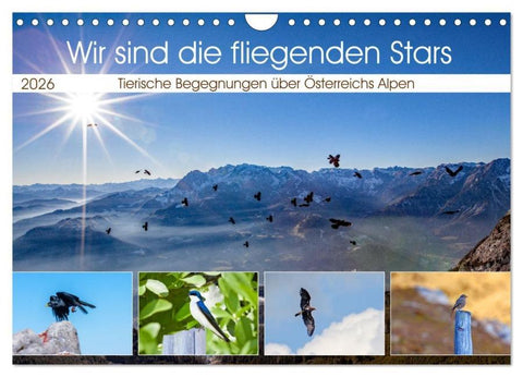 Wir sind die fliegenden Stars (Wandkalender 2026 DIN A4 quer), CALVENDO Monatskalender