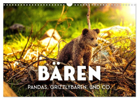 Bären - Pandas, Grizzlybären und Co. (Wandkalender 2026 DIN A3 quer), CALVENDO Monatskalender