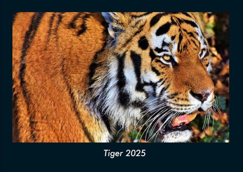 Tiger 2025 Fotokalender DIN A4
