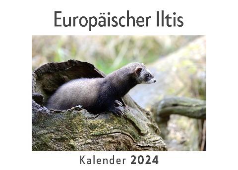 Europäischer Iltis (Wandkalender 2024, Kalender DIN A4 quer, Monatskalender im Querformat mit Kalendarium, Das perfekte Geschenk)