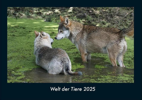 Welt der Tiere 2025 Fotokalender DIN A4