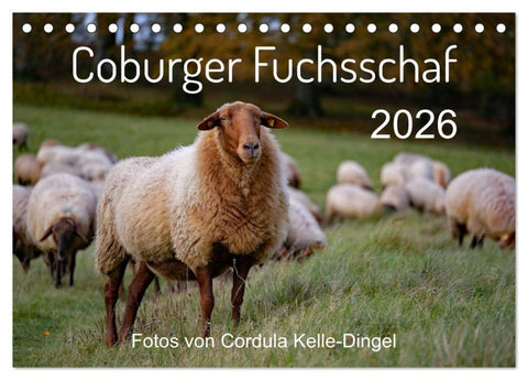 Coburger Fuchsschaf (Tischkalender 2026 DIN A5 quer), CALVENDO Monatskalender