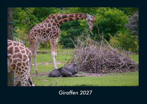 Giraffen 2027 Fotokalender DIN A4