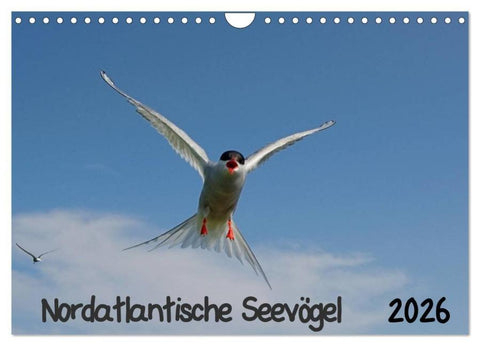 Nordatlantische Seevögel (Wandkalender 2026 DIN A4 quer), CALVENDO Monatskalender