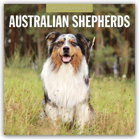 Australian Shepherds – Australian Shepherd 2027 – 16-Monatskalender